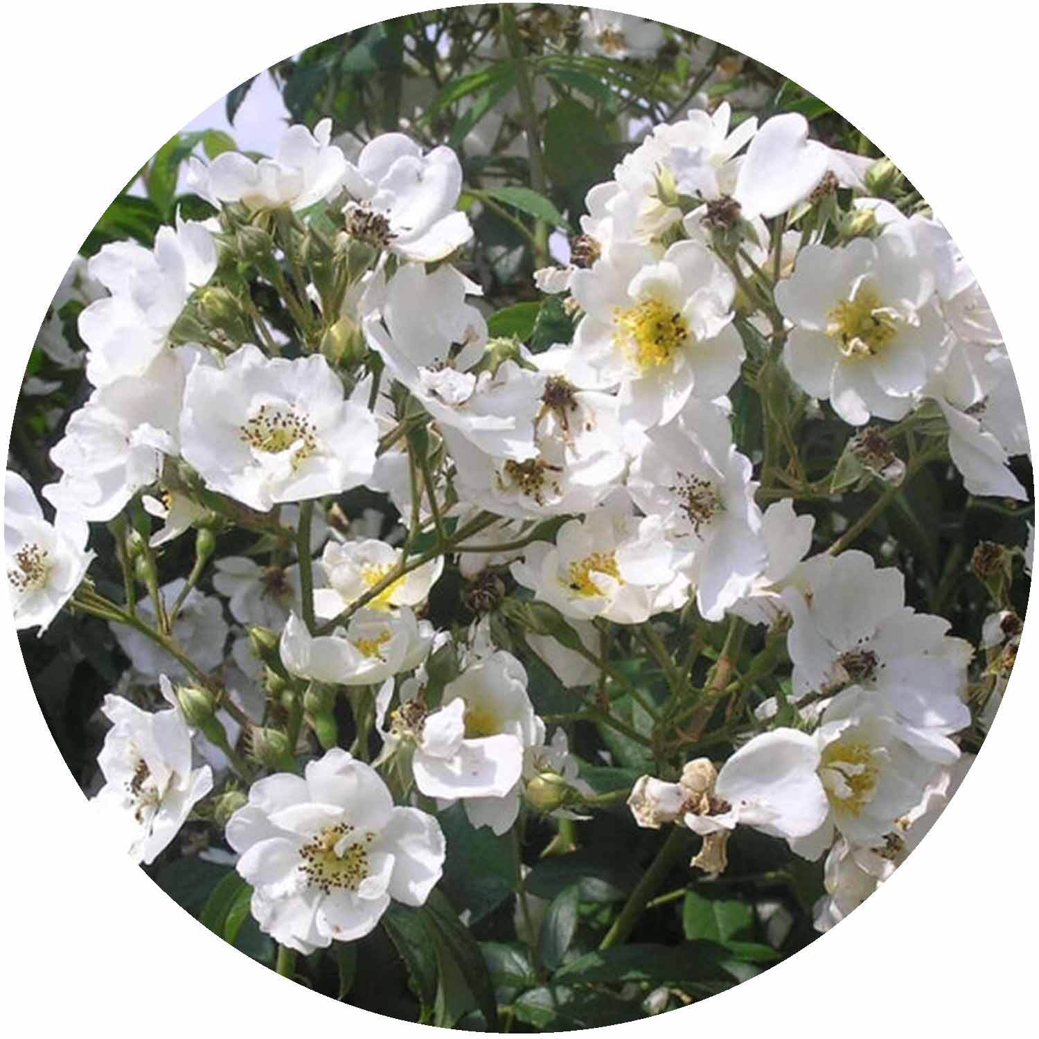 Rambling Rector RBL