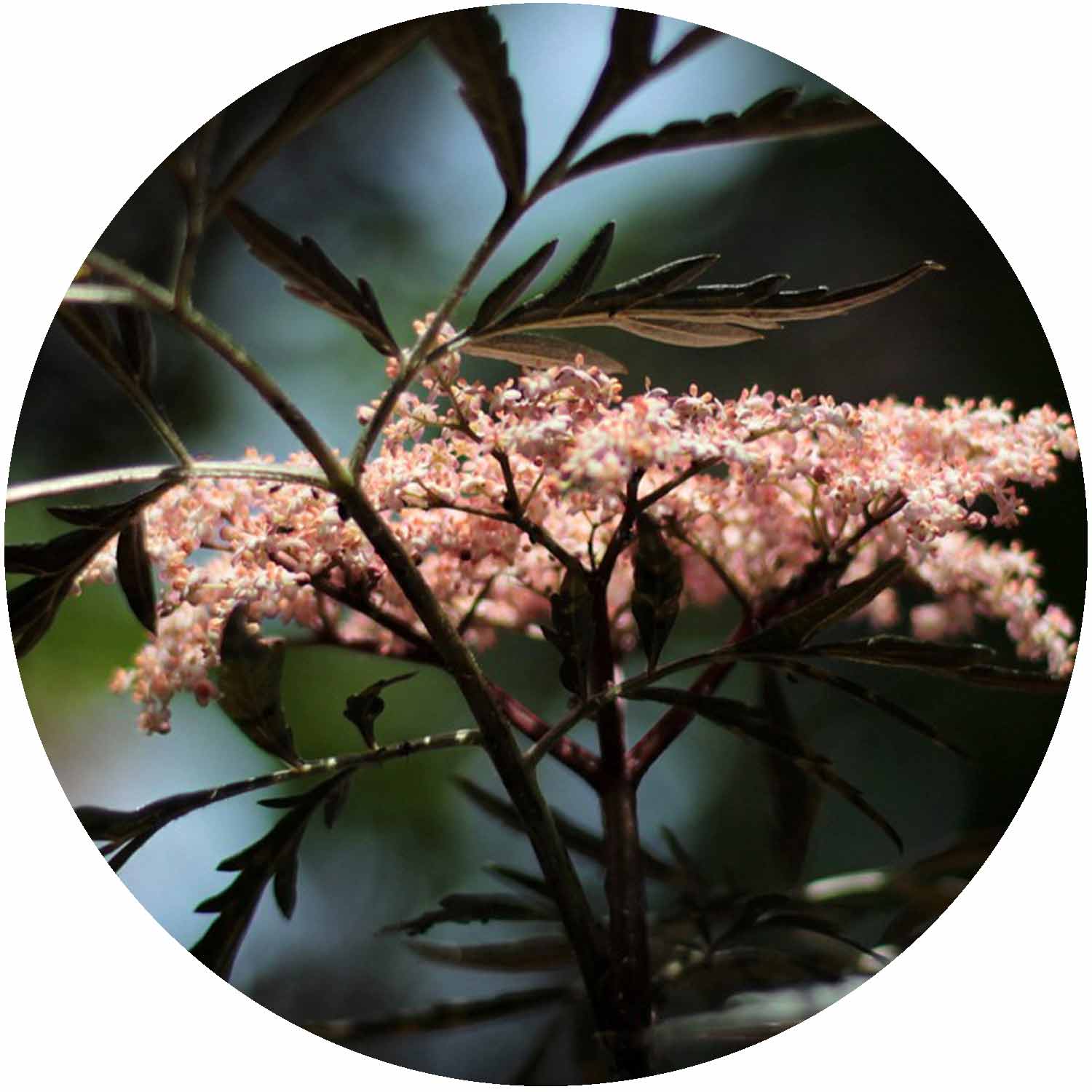 (M) Sambucus Black Lace 3L