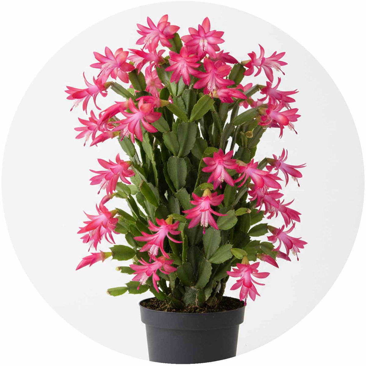 (MG) Schlumbergera Mix 10.5cm