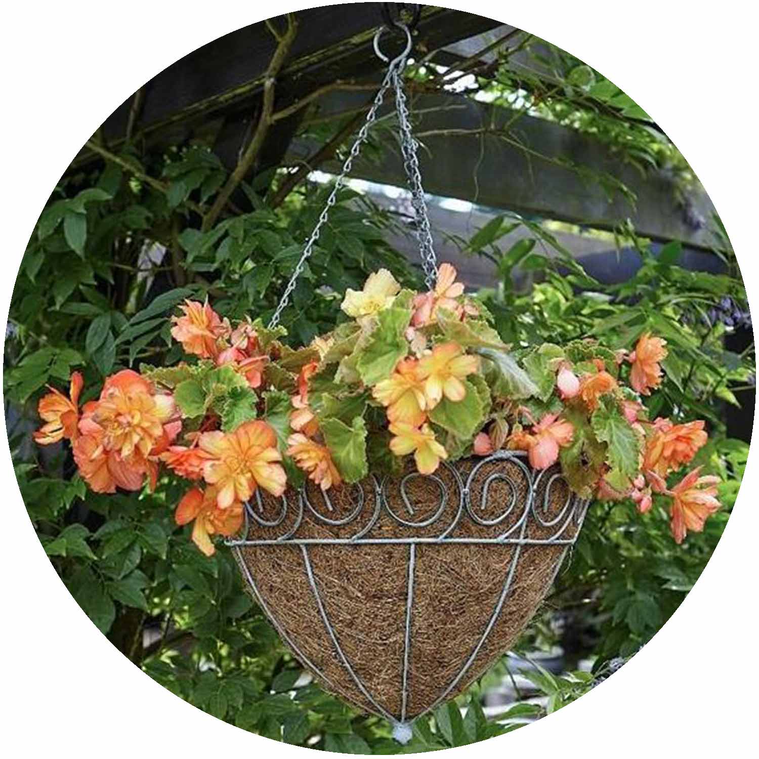 Scrolled Cone Hanging Basket