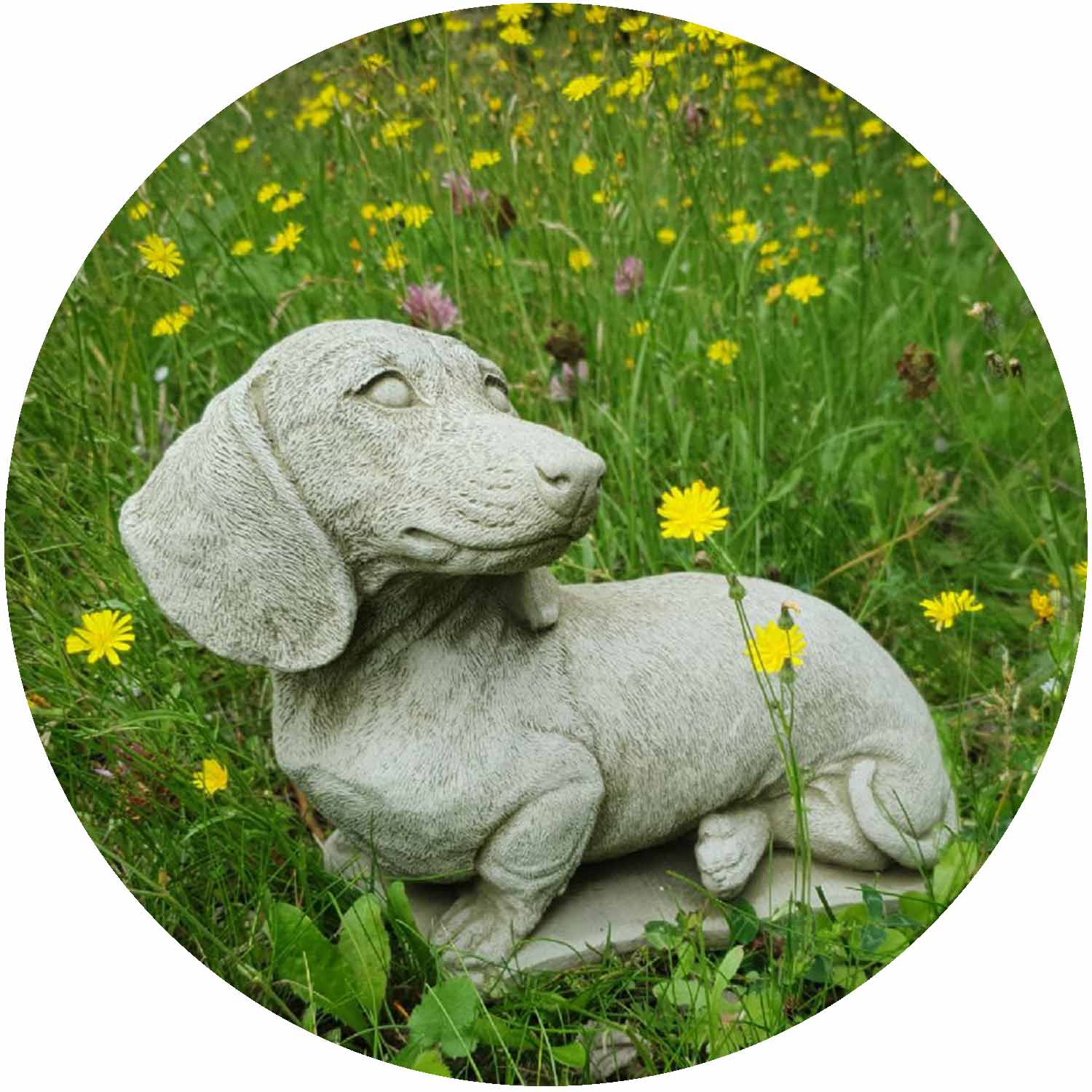 Sitting Dachshund