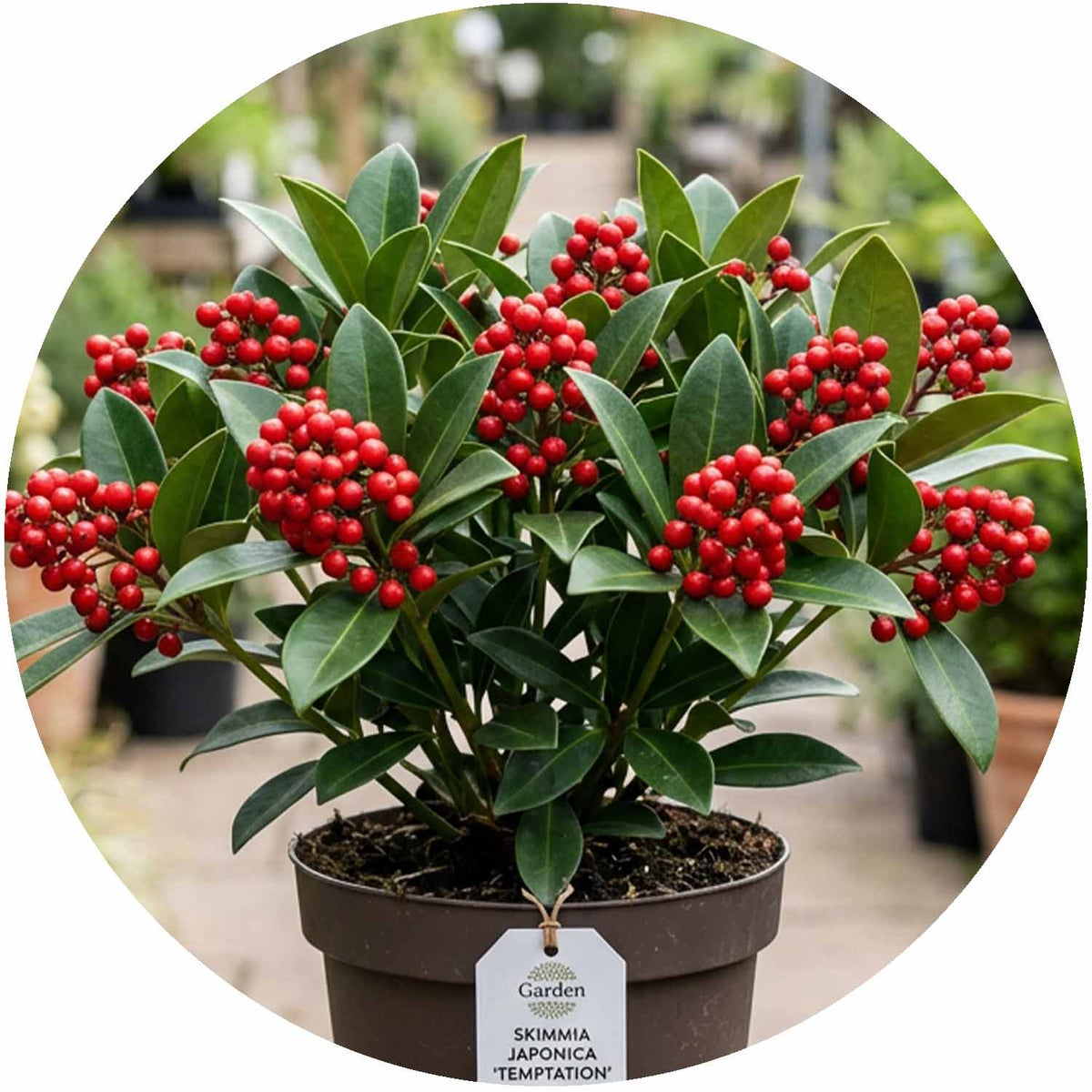 (MG) Skimmia Japonica Temptation 12cm