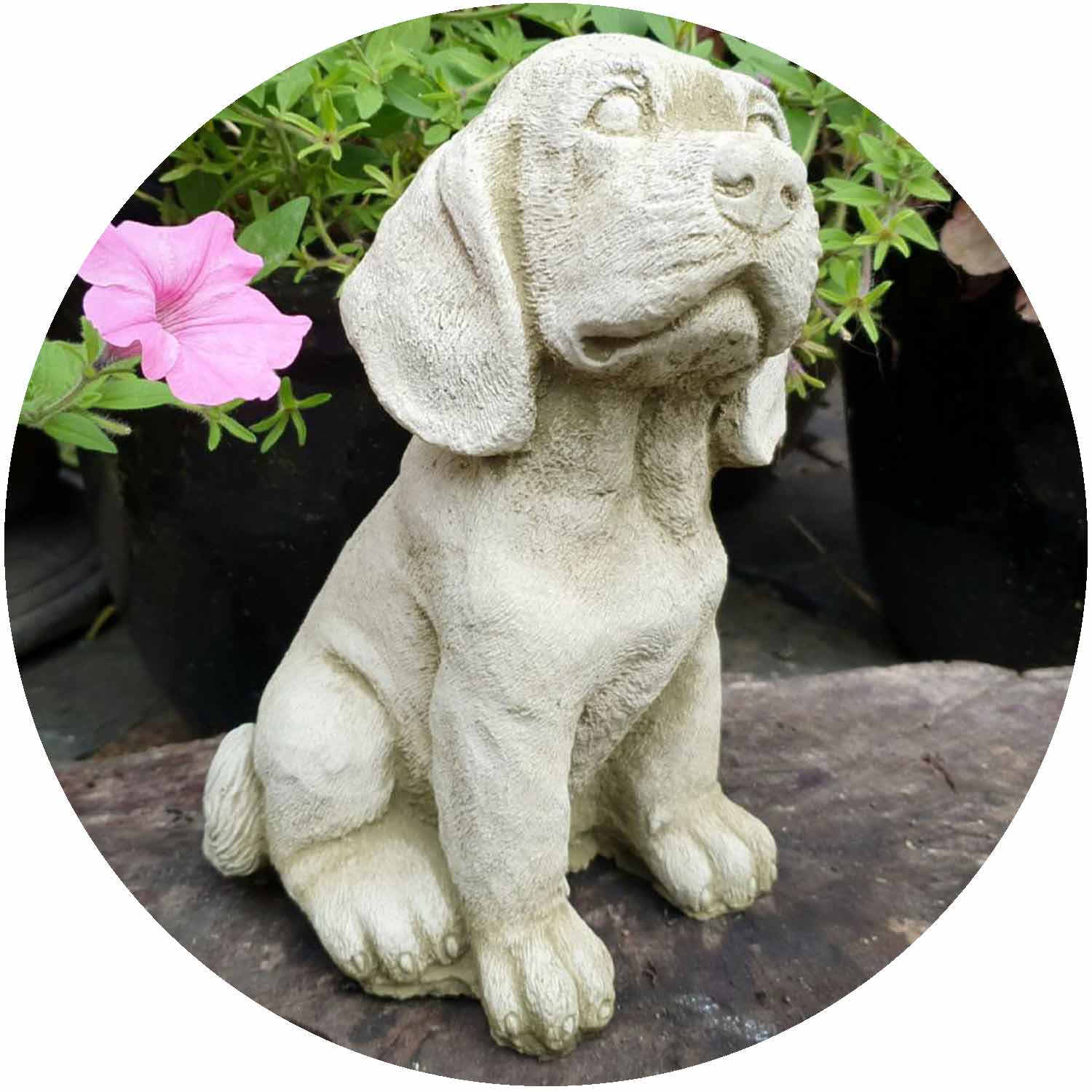 Spaniel Puppy