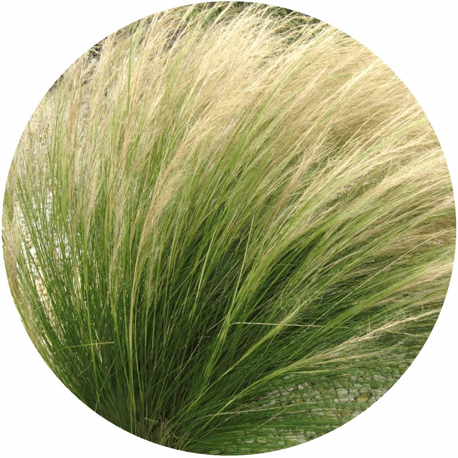 (M) Stipa Ten. Pony Tails 1.5L