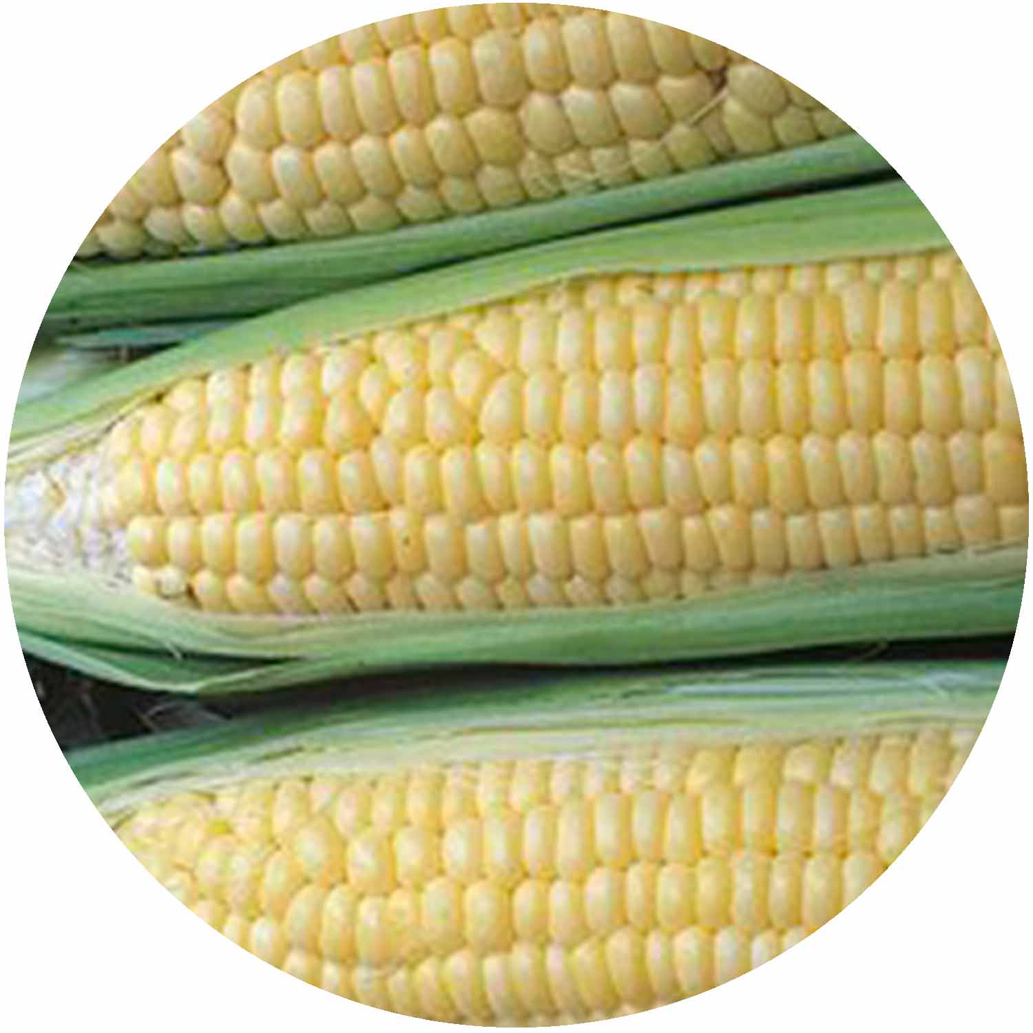 (GK) Sweetcorn - Mini Pop 6Pk
