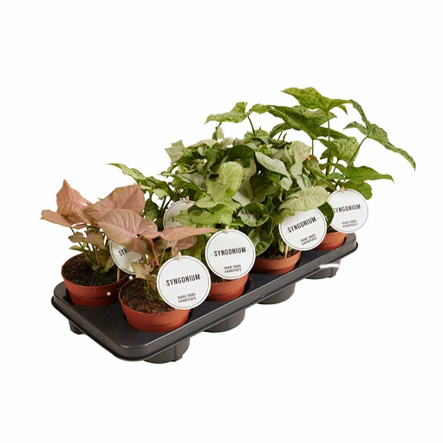 (MG) Syngonium Special mix 12cm