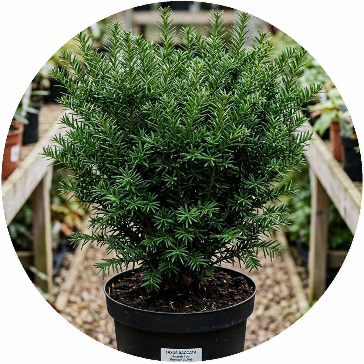 (PY) Taxus Baccata 3L