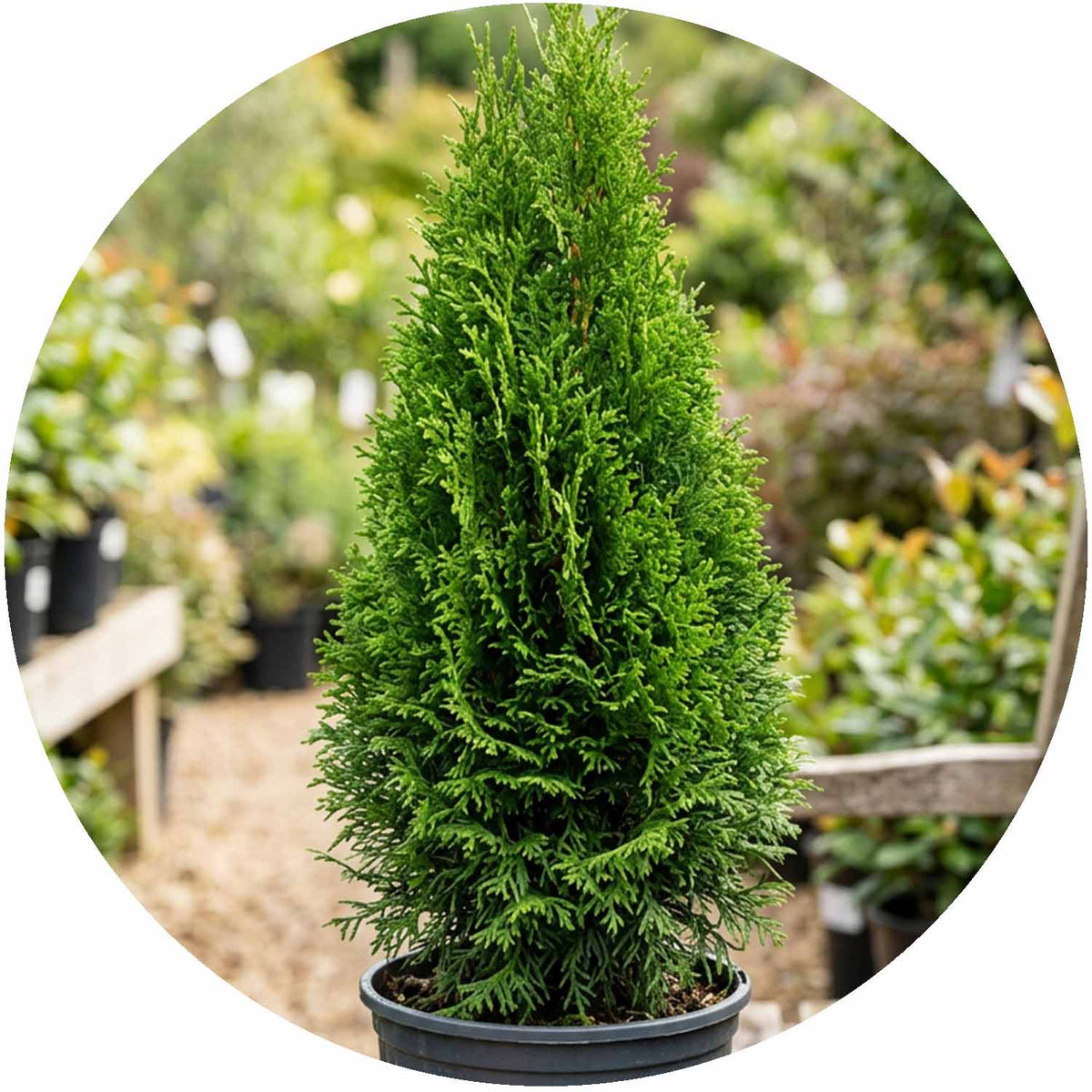 (PL) Thuja occ. Smaragd 3L