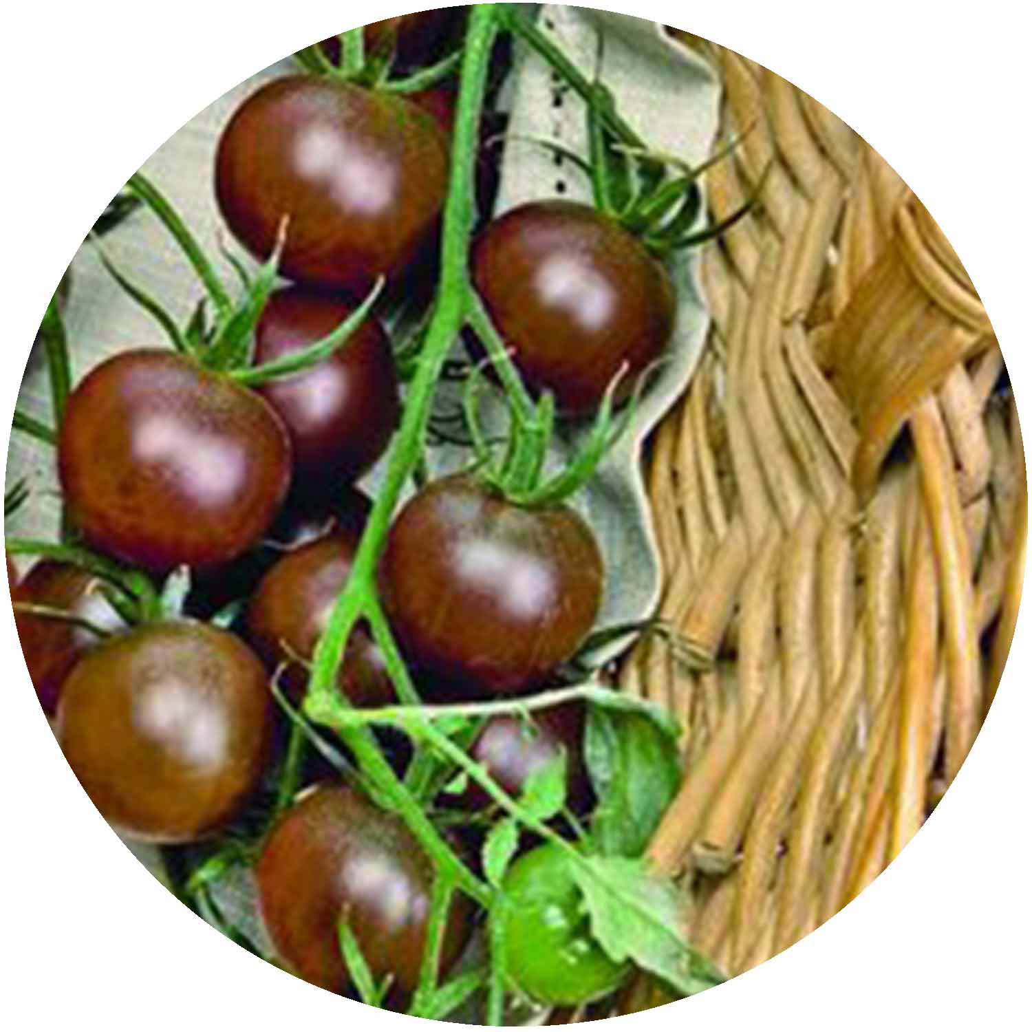(GK) Tomato - Black Cherry 9cm