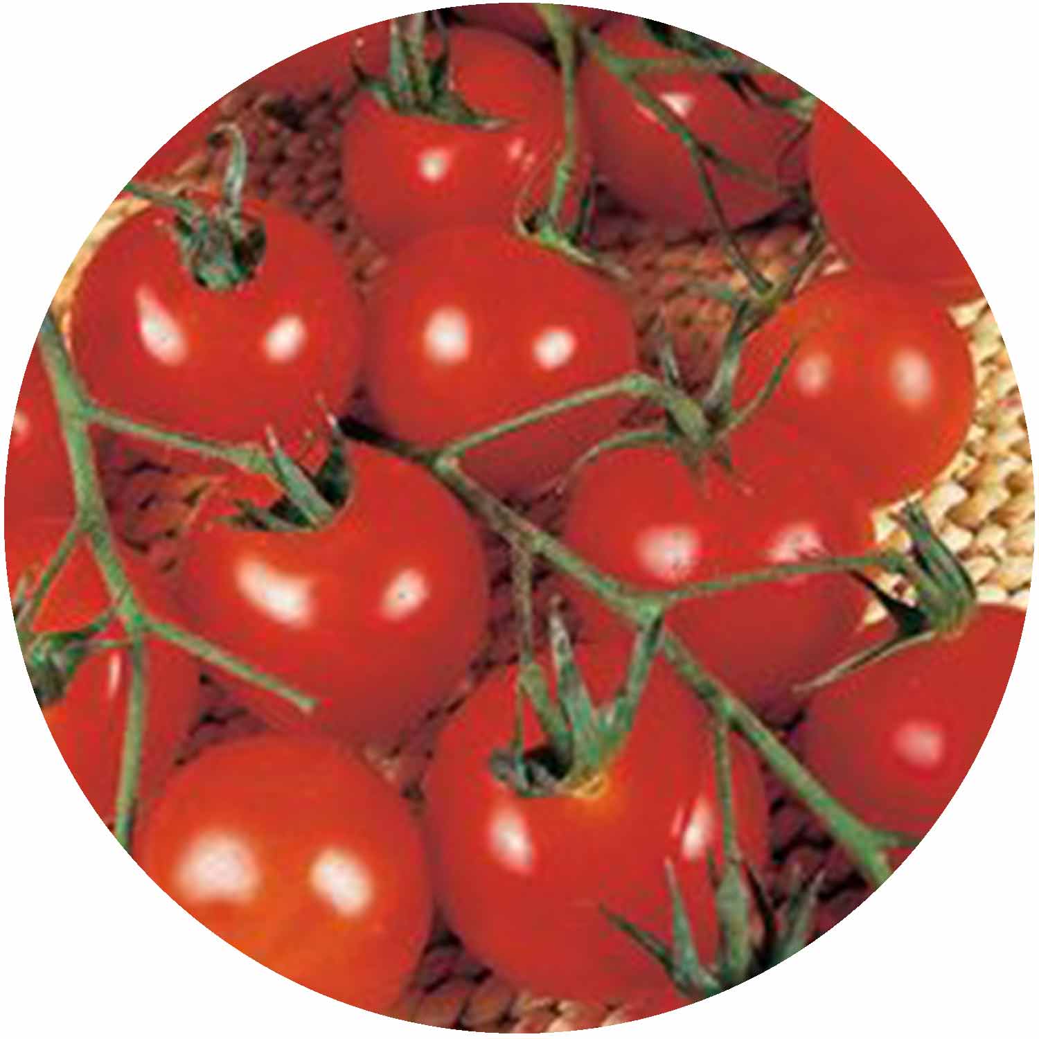 (GK) Tomato - Gardeners Delight 9cm