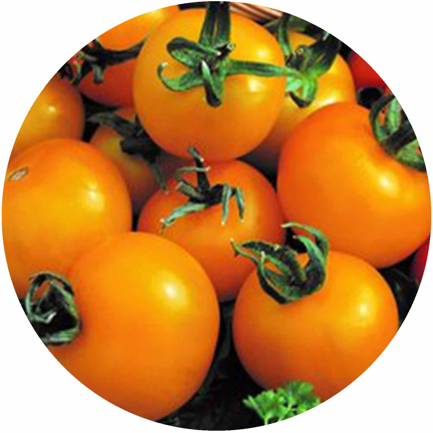 (GK) Tomato - Golden Sunrise 9cm