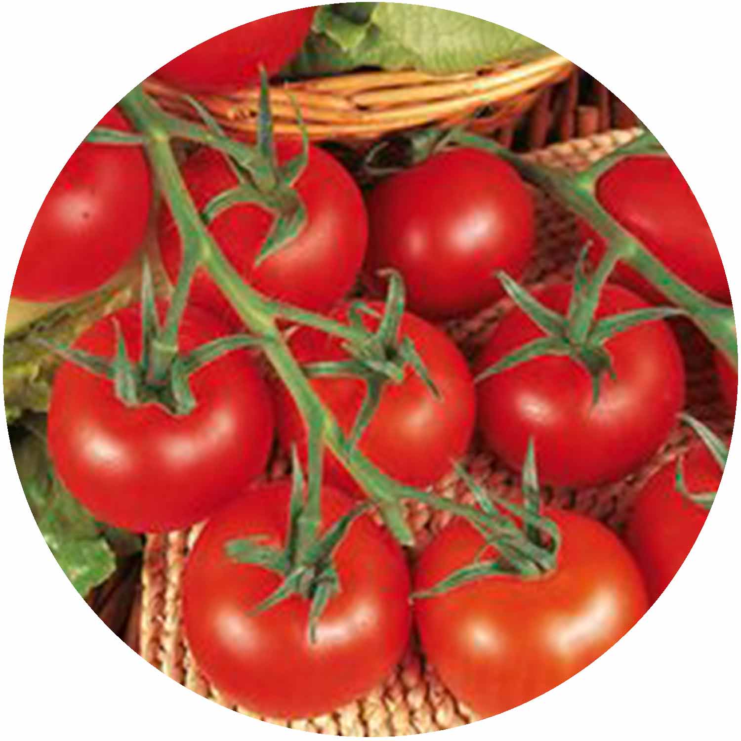 (GK) Tomato - F1 Shirley 9cm