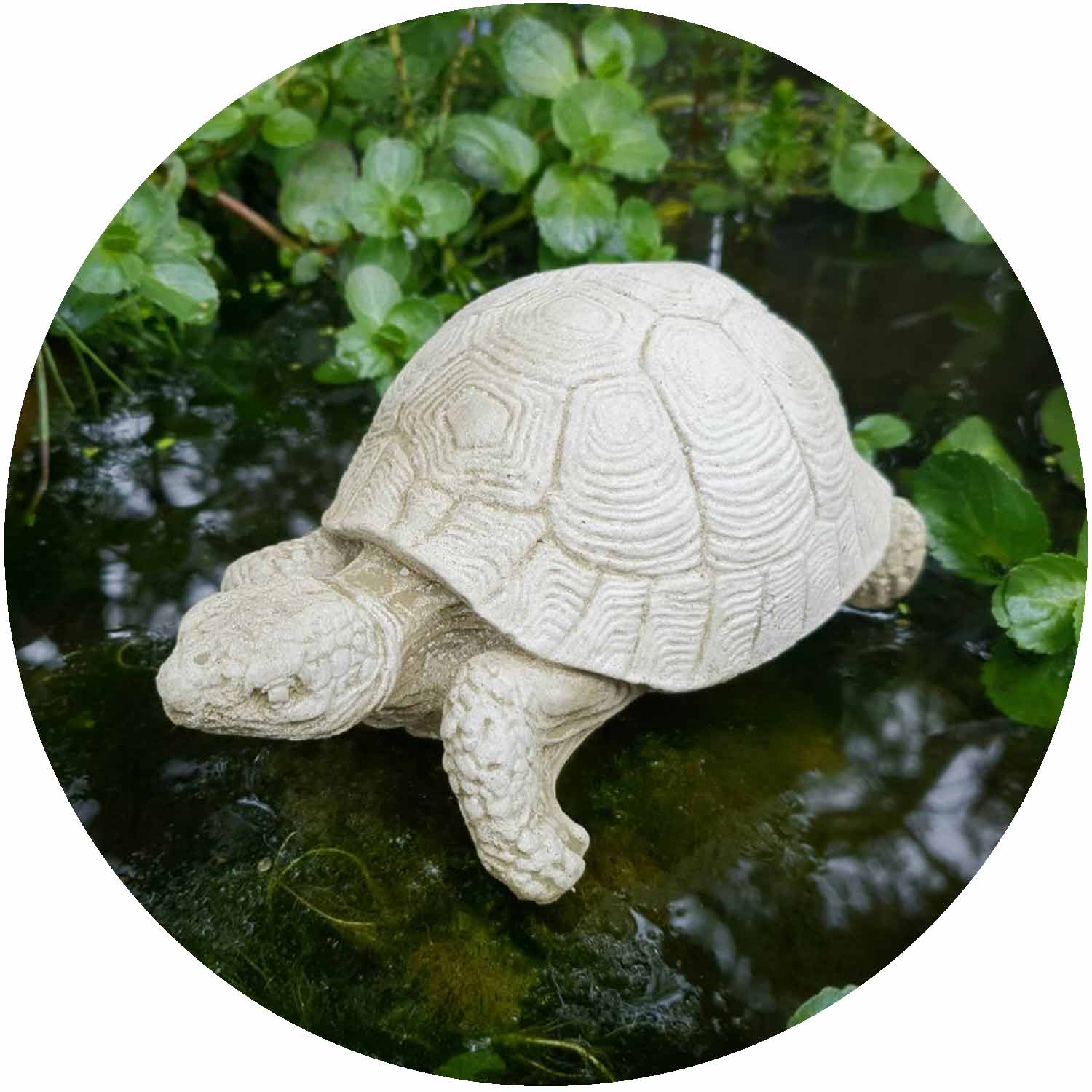 Tortoise Small