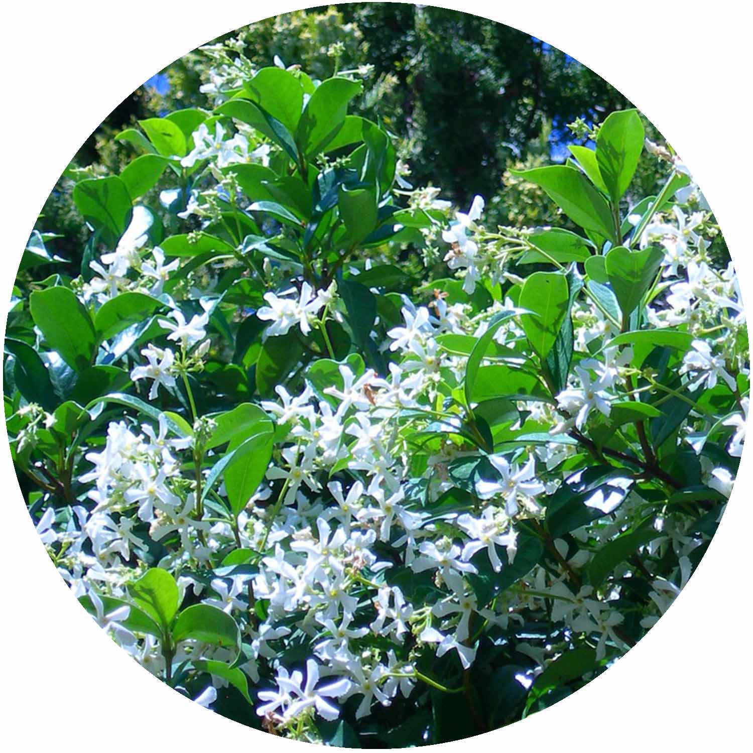 Trachelospermum Jasminoides 3ltr