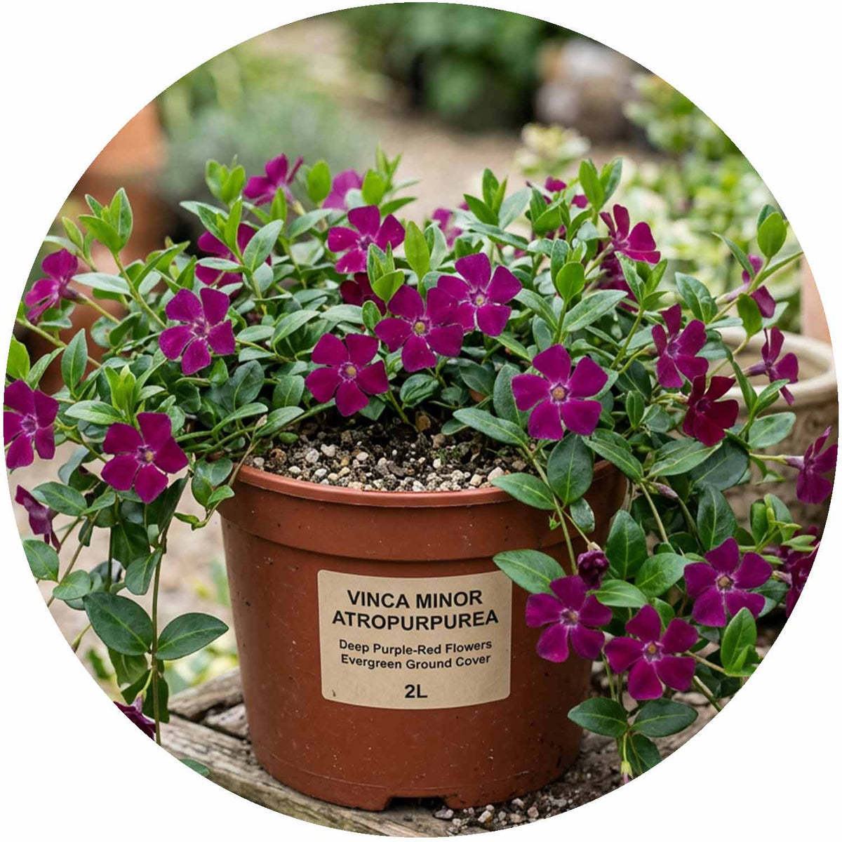 (M) Vinca Minor Atropurpurea 2-3L