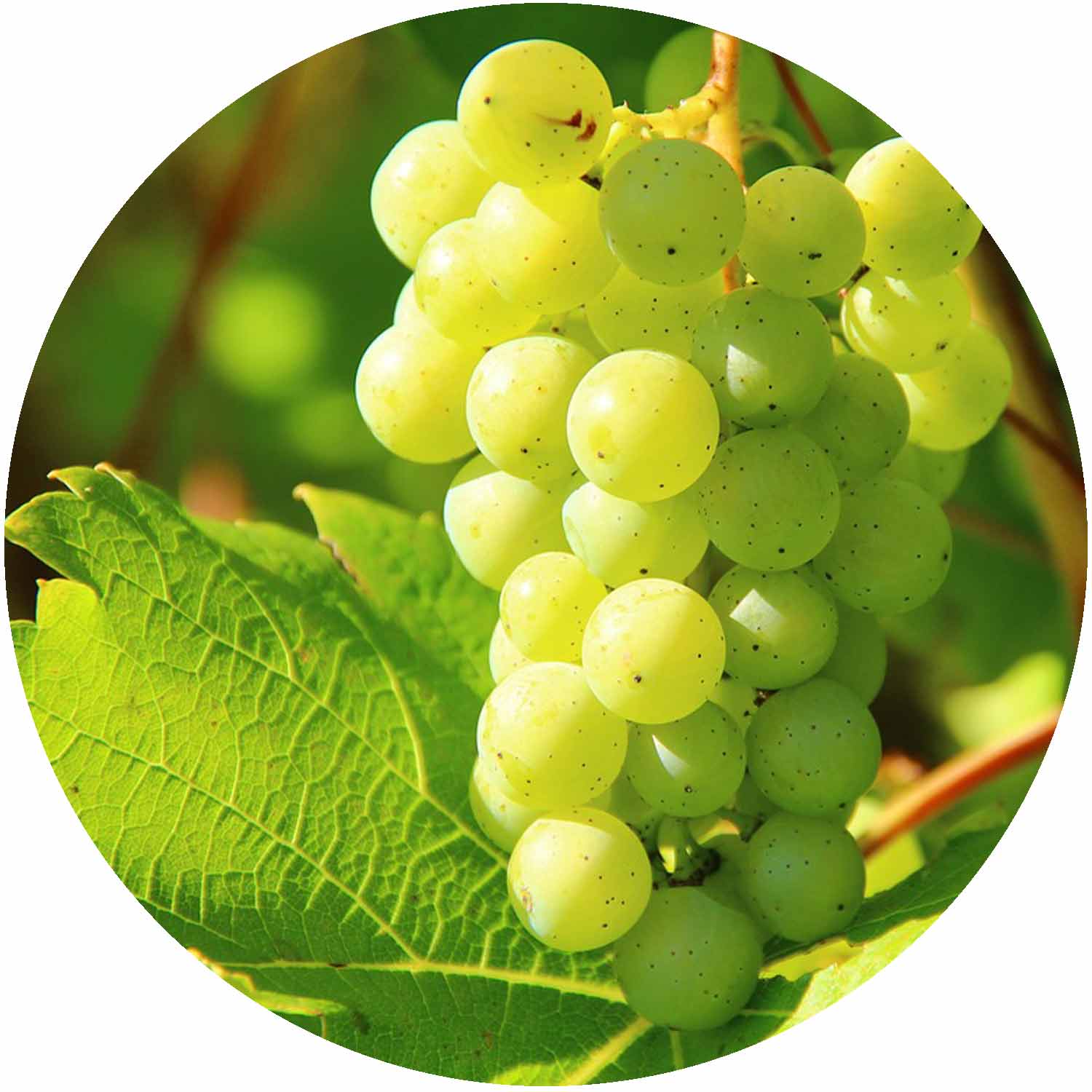 Vitis Riesling Grape Vine 3ltr