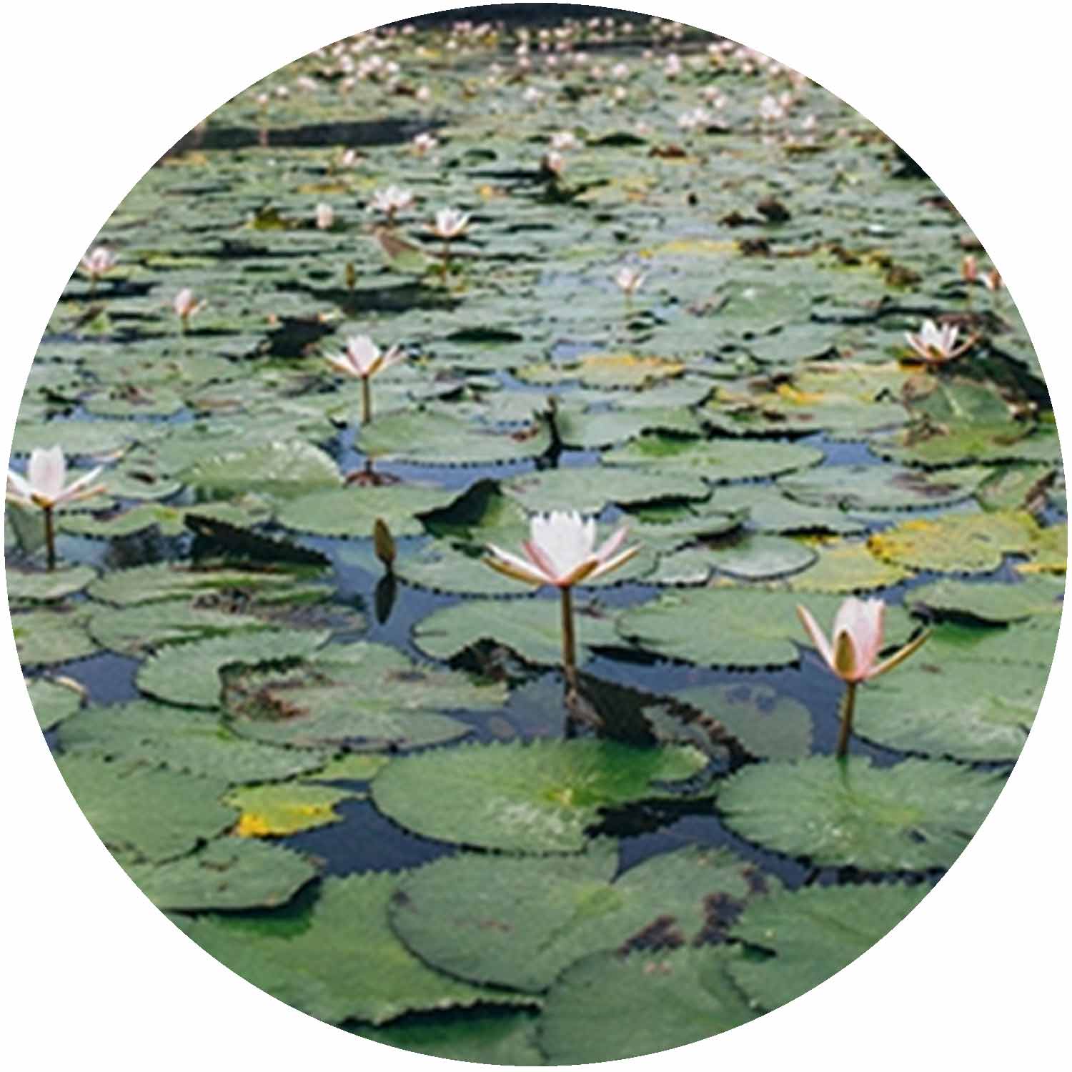 (AA) Waterlily In Variety 3L