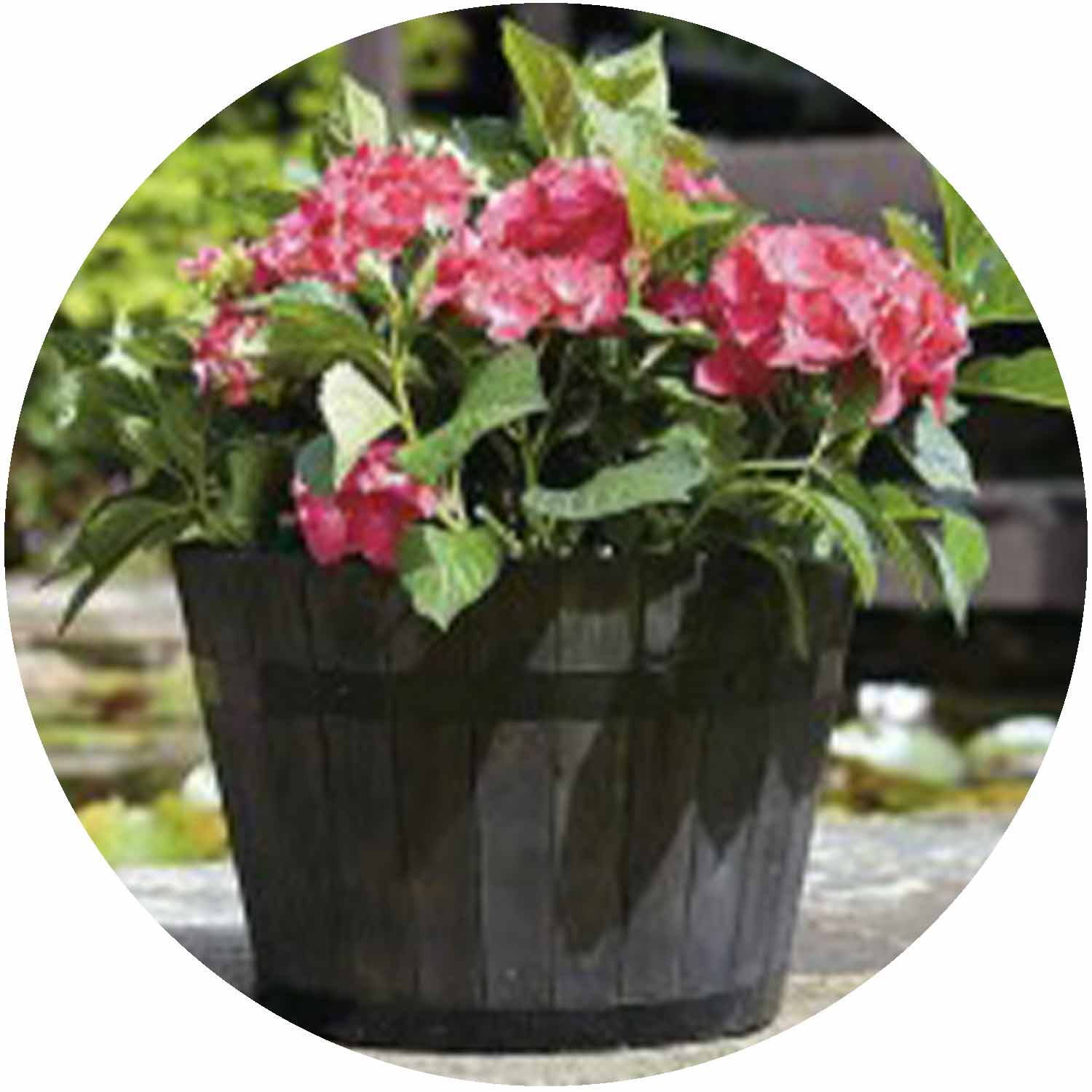 Whiskey Barrel Planter Small