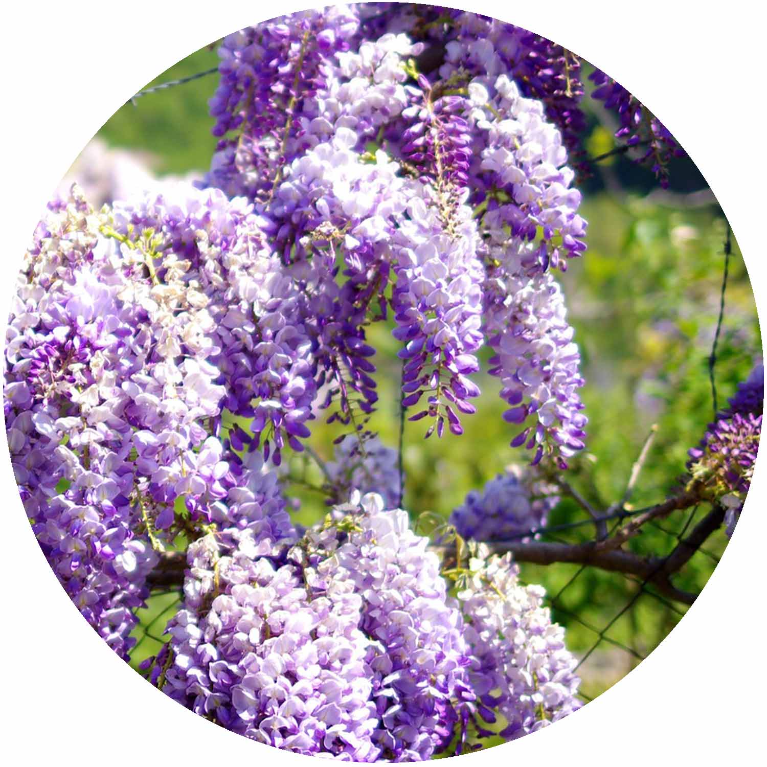 (PY) Wisteria Sinensis Mix 2L
