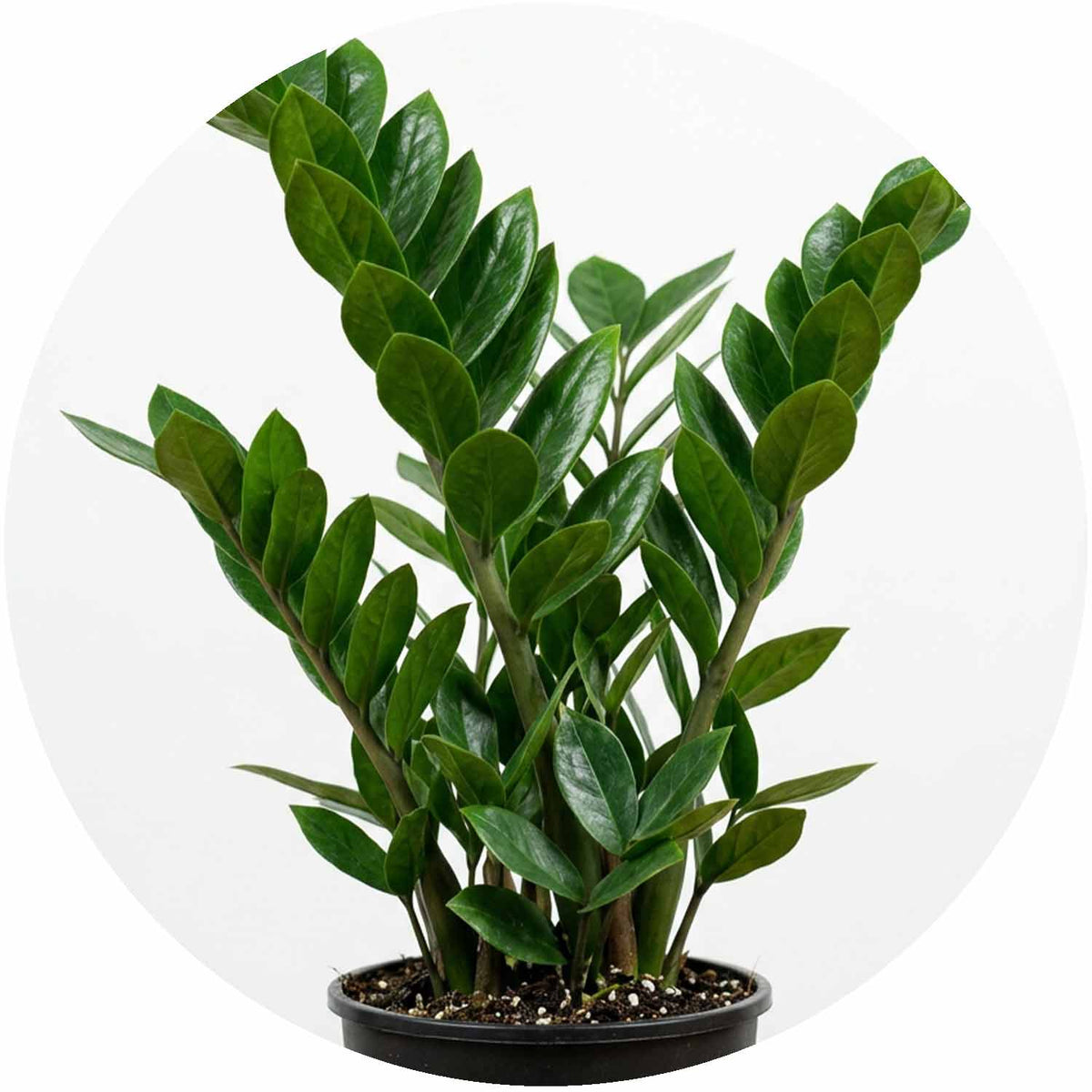 (MG) Zamioculcas Zamiifolia 14cm