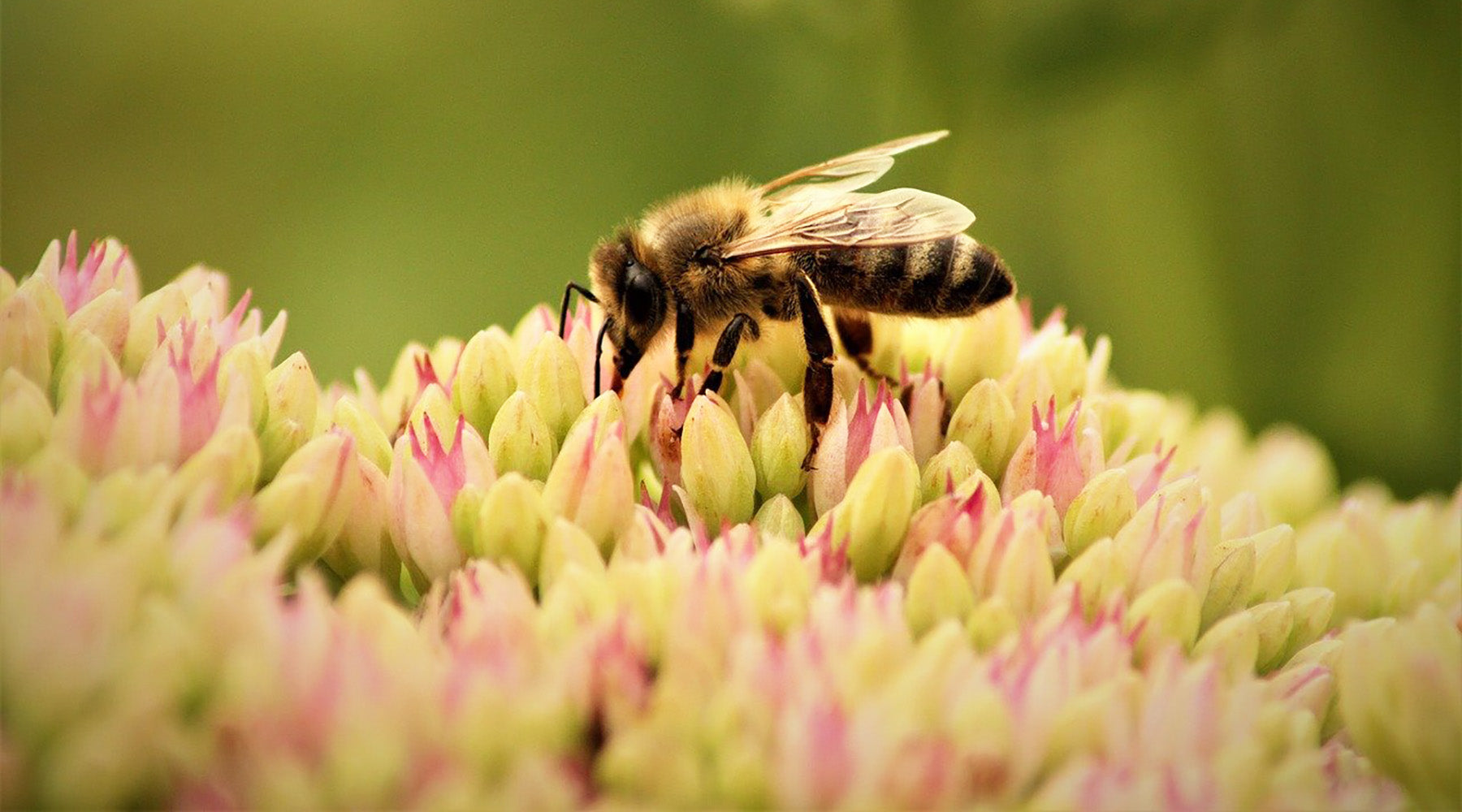 Create an Autumn Pollinator Paradise