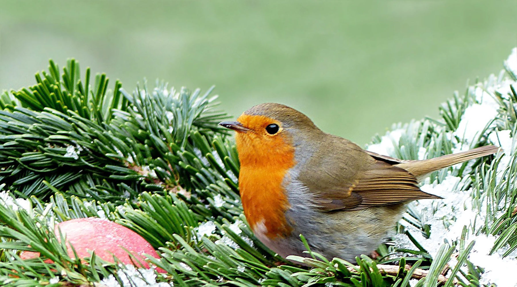 Jobs in your garden this December