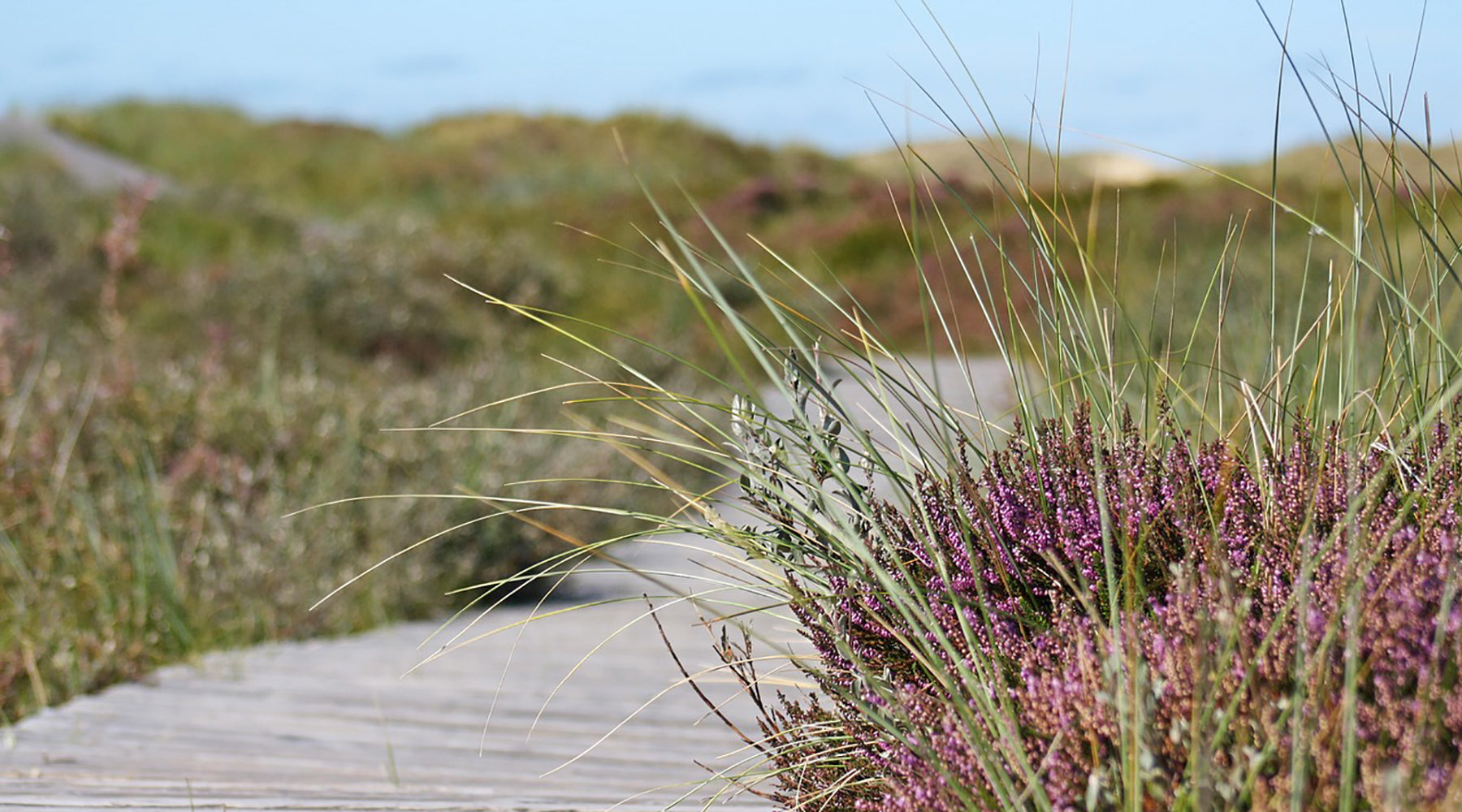 How to plan a drought tolerant garden