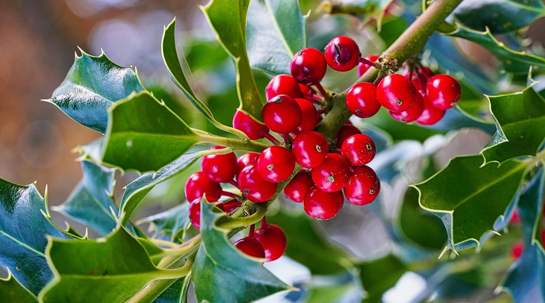 From Garden to Garland: Plants You Can Grow for Beautiful Christmas Decorations