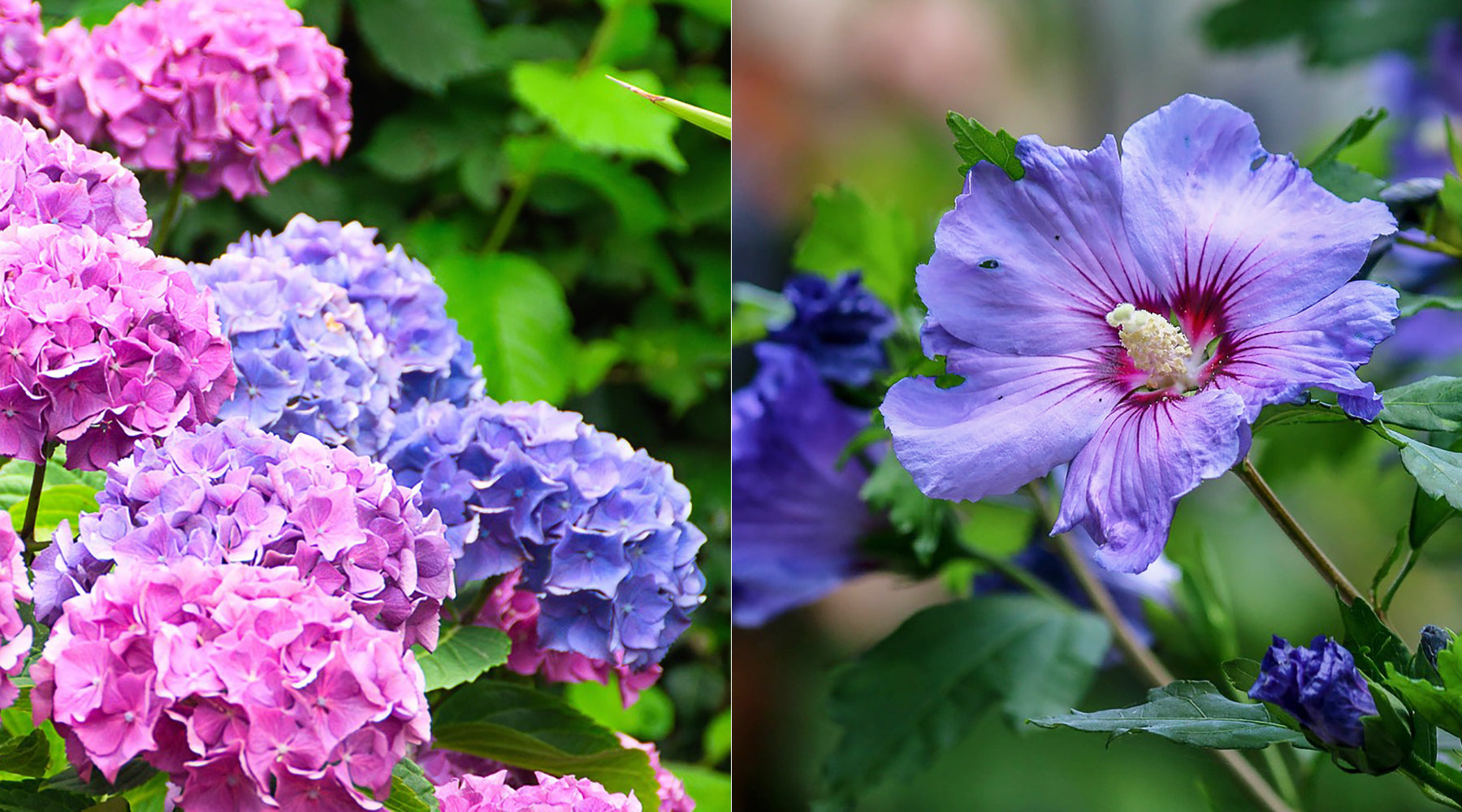 What to plant in August – Hydrangea and Hibiscus