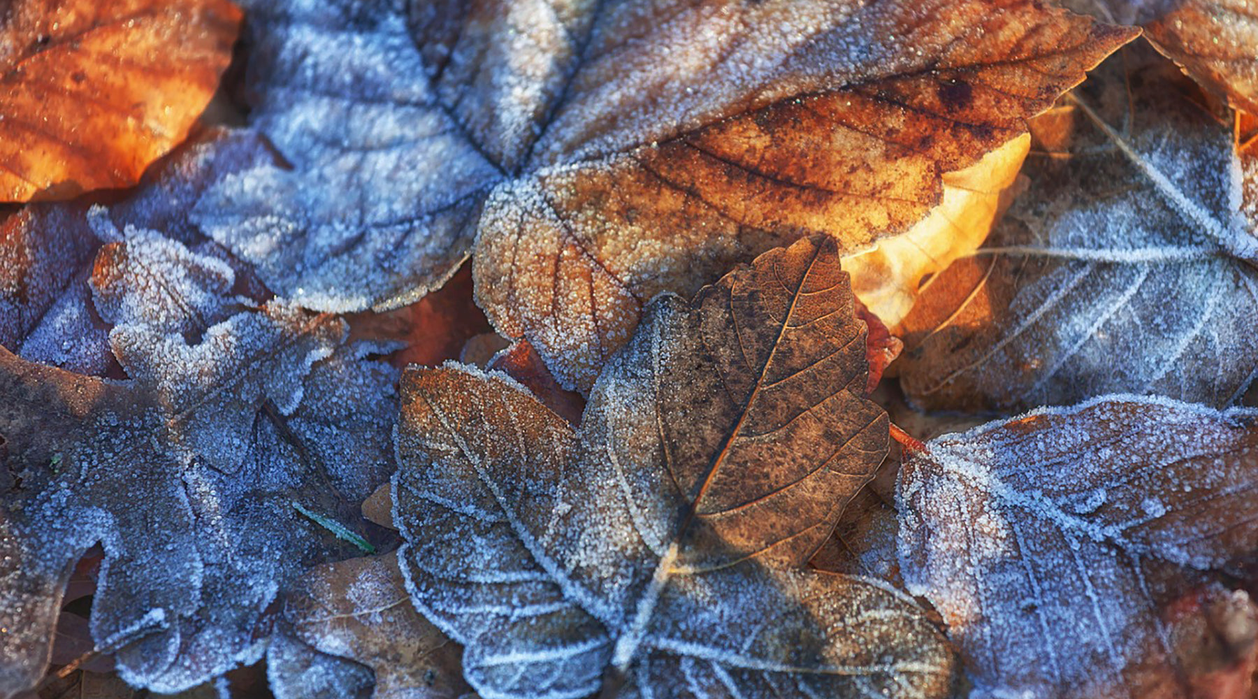 November Garden Guide