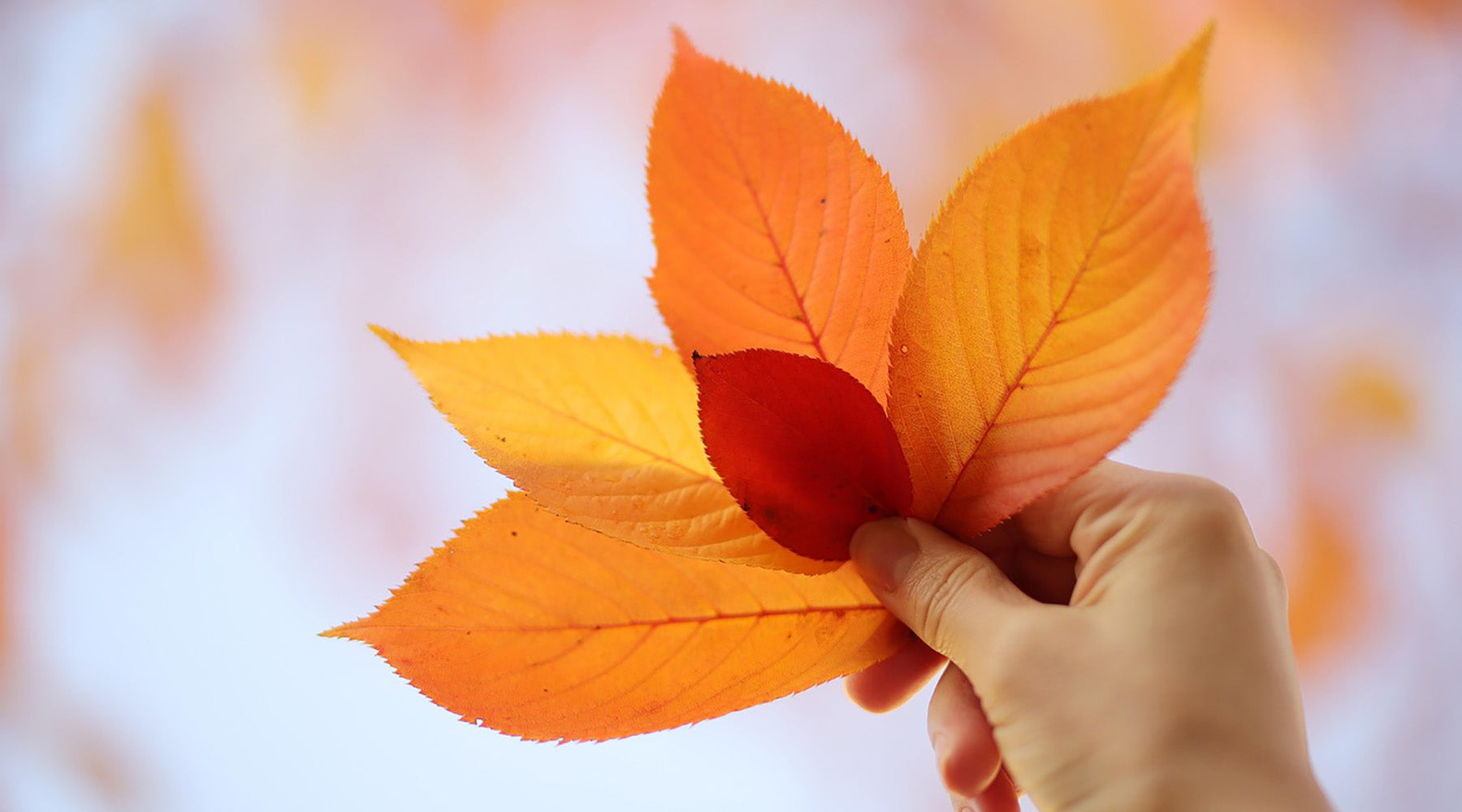 October Jobs in the Garden