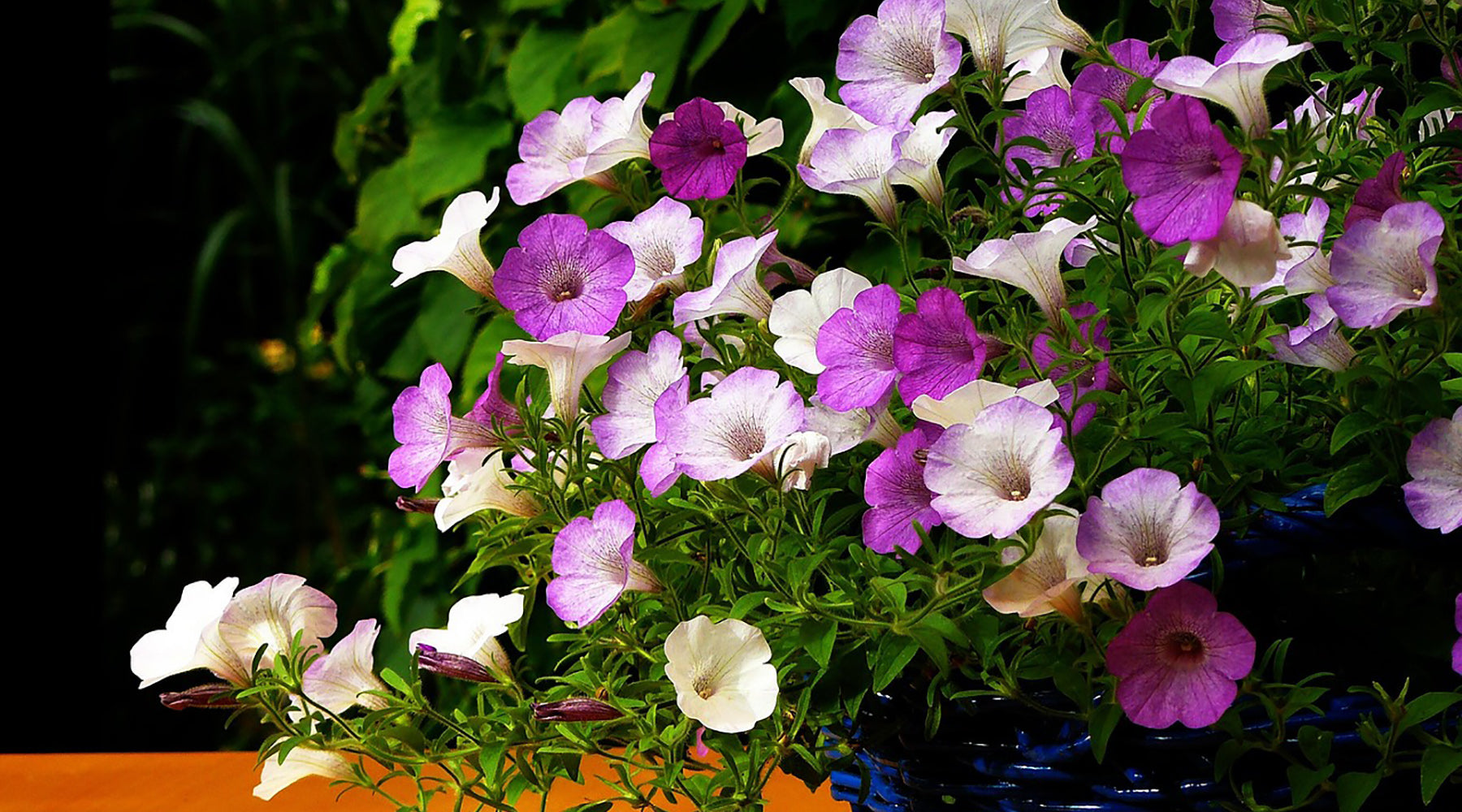 Summer Bedding Plants: Your Complete Guide to Vibrant, Long-Lasting Displays