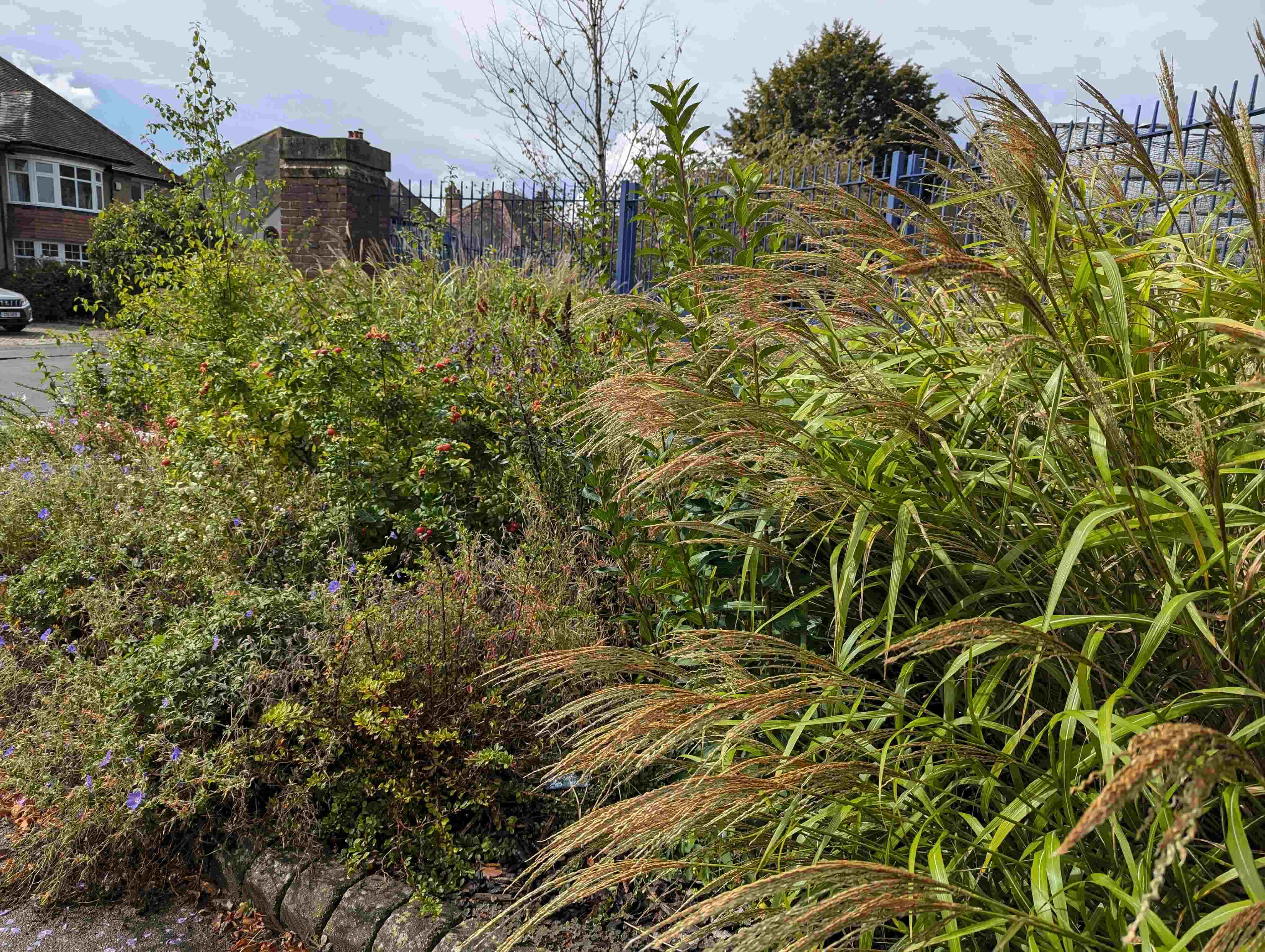 a garden border swaying with several varieties of ornamental grasses
