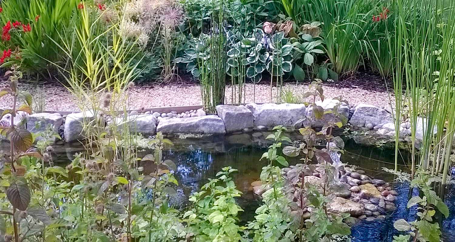 Aquatic Plants