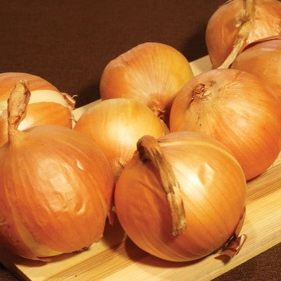 (GK) Onion - F1 Hybound 6Pk