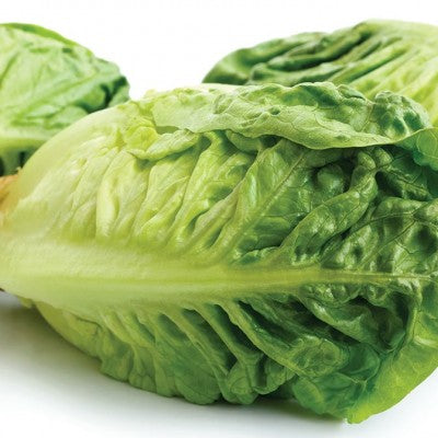 (GK) Lettuce - Green Little Gem 6Pk