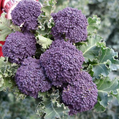 (GK) Purple Sprouting - F1 Santee 6Pk