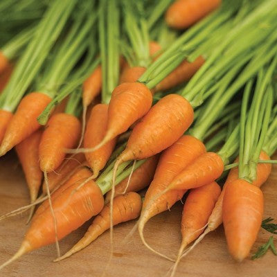 (GK) Carrot - Chantenay 6Pk