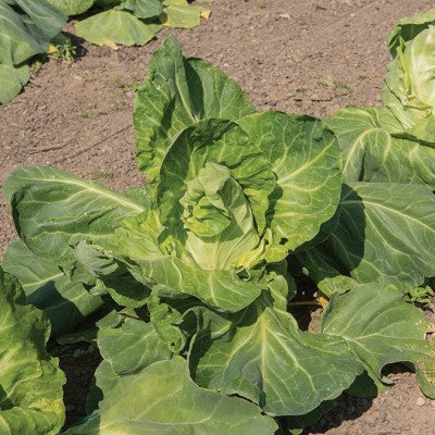 (GK) Cabbage Pointed - Greyhound 6Pk