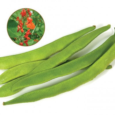 (GK) Runner Bean - Enorma 6Pk