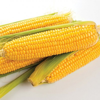 (GK) Sweetcorn - F1 Earlibird 6Pk