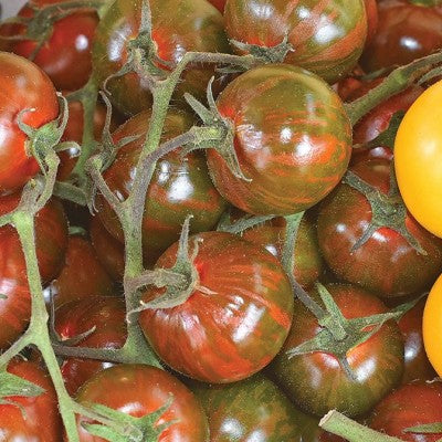 (GK) Tomato - Black Cherry 9cm