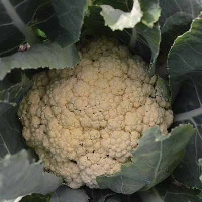 (GK) Cauliflower - All Year Round 6Pk