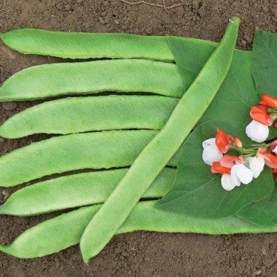 (GK) Runner Bean - Painted Lady 6Pk