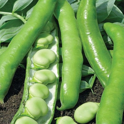 (GK) Broad Bean - Giant Exhibition 6Pk