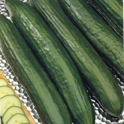 (GK) Cucumber - F1 Burpless Tasty Green 9cm