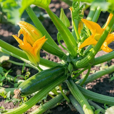 (GK) Courgette - F1 Ambassador 9cm