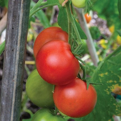 (GK) Tomato - F1 Shirley 9cm