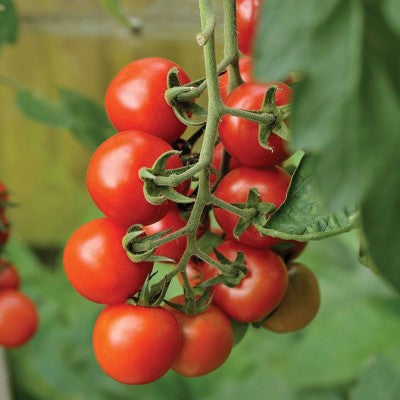 (GK) Tomato - Alicante 9cm