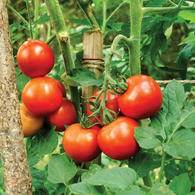 (GK) Tomato - Moneymaker 9cm